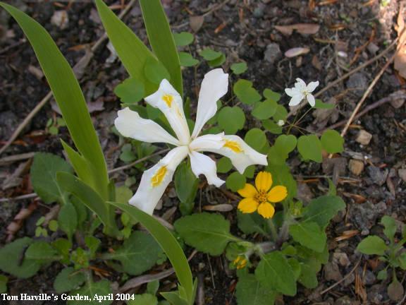 white crested iris