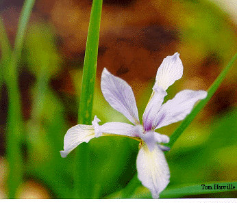 Slender Blue Flag