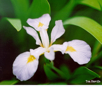 Iris virginica