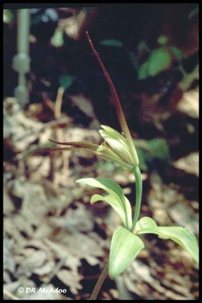 Large Whorled Pogonia