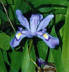 Crested iris