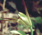 Large Whorled Pogonia