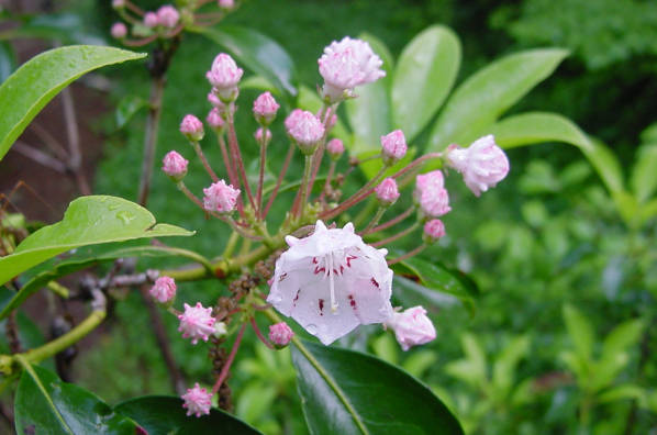 mountain laurel