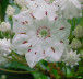 Mountain Laurel