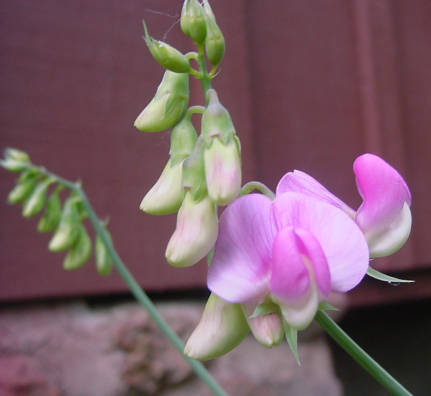 bloom and bud