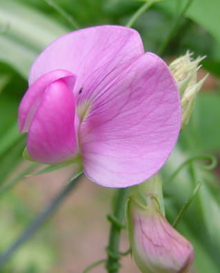 closeup of bloom