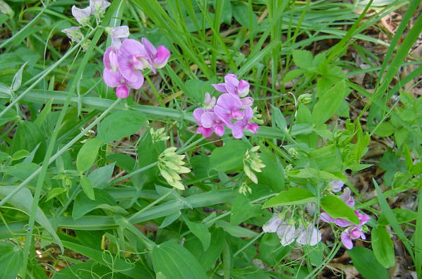 Everlasting pea plant