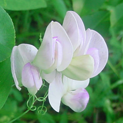 pale lavendar version