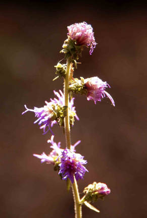 liatris