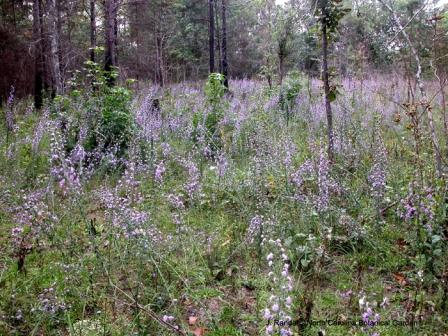 a field full