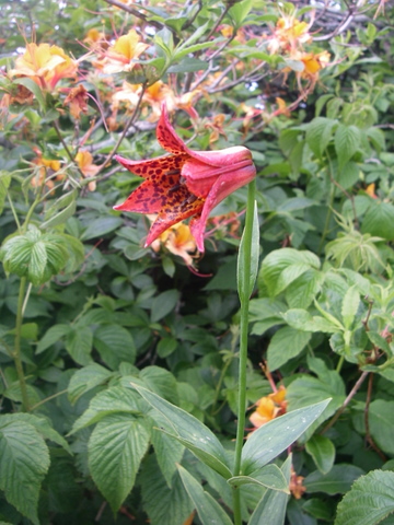 another Grays Lily