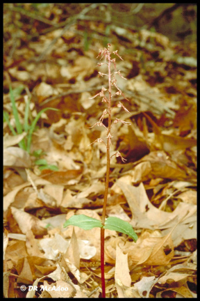 Southern Twayblade