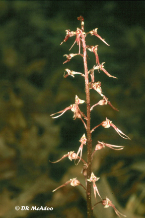 Southern Twayblade