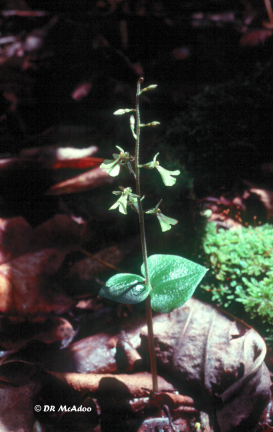 Kidney Leaf Twayblade