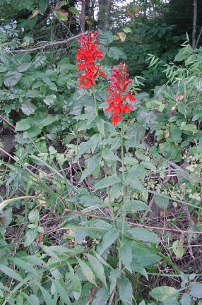 cardinal flower