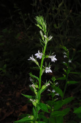 flower spike