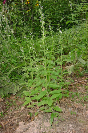 plant