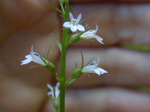 the blooms