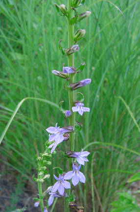 downy lobelia stem with blooms