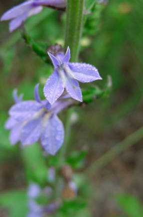 blooms with spot