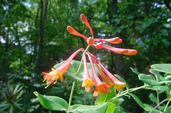 trumpet honeysuckle