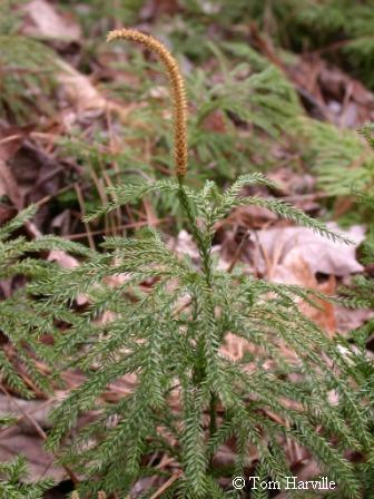 Tree Club Moss