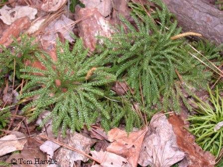 Tree Club Moss