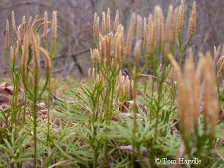 Ground Cedar