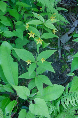 Whorled Loosestrife