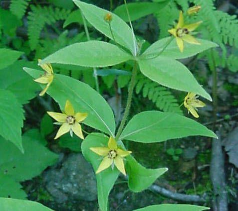 Whorled Loosestrife