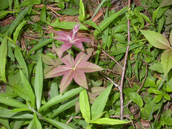 Whorled Loosestrife, pink