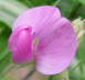 Everlasting Pea