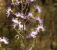 Liatris squarrulosa