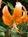 Turks Cap Lily