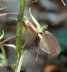 Large Twayblade