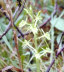 Fen Orchid