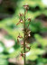 Heart Leaved Twayblade