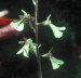 Kidney Leaf Twayblade