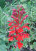 Cardinal flower