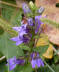 Great Blue Lobelia