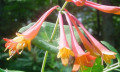 Trumpet Honeysuckle