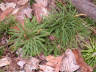 Lycopodium obscurum