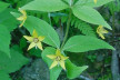 Whorled Loosestrife