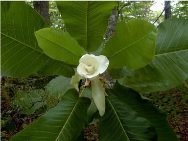 Big Leaf Magnolia bloom