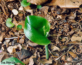 Green Adder's Mouth