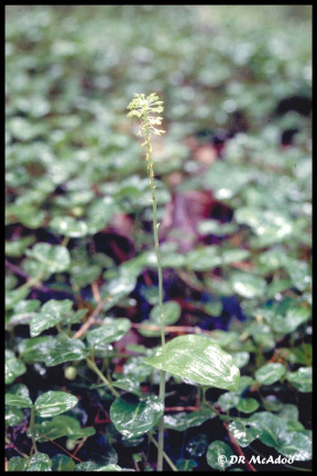 Green Adder's Mouth