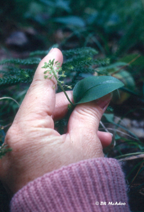 Green Adder's Mouth