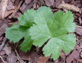 plant in early spring