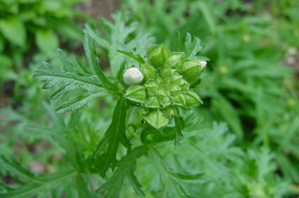 buds
