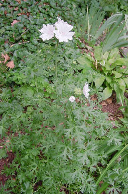 plant in bloom
